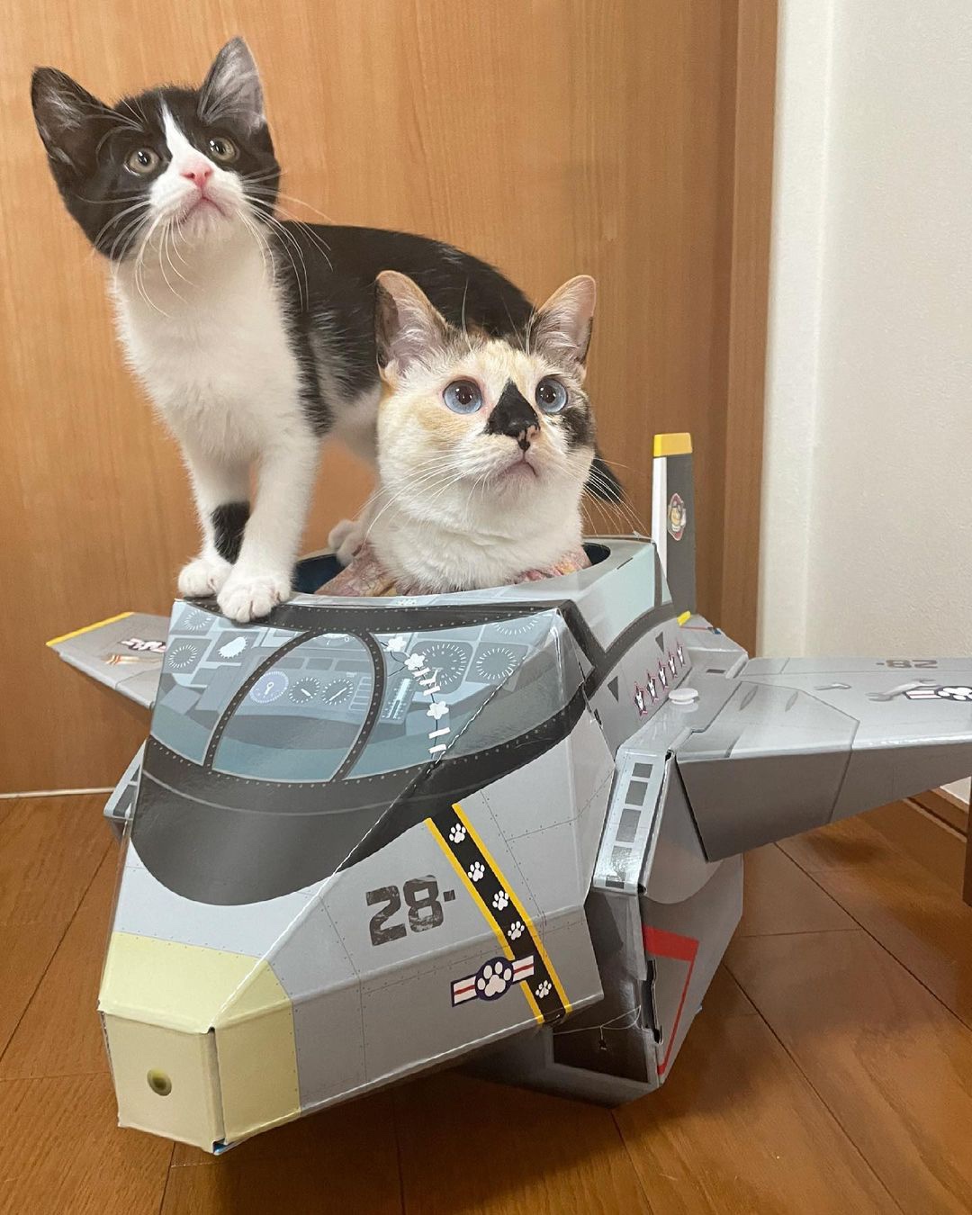 猫 飛行機