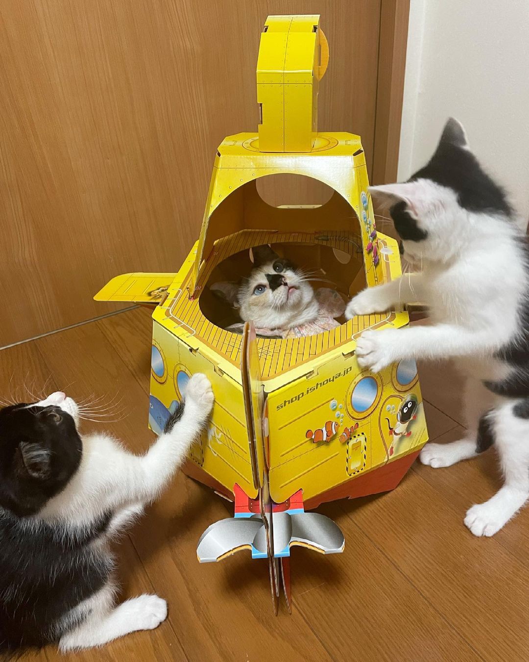猫潜水艦
