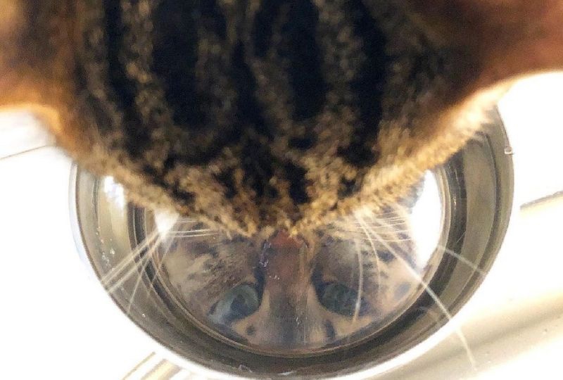 同居柴犬のお皿からお水を飲みたがる猫さん。お水に写るイケメン顔に注目