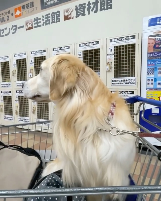 犬　カートに乗る