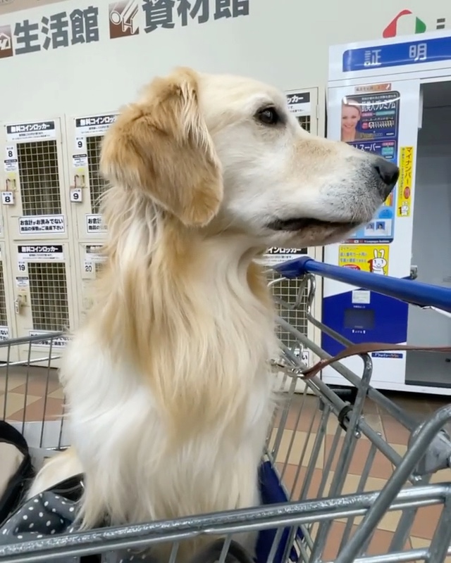 犬　カートに乗る