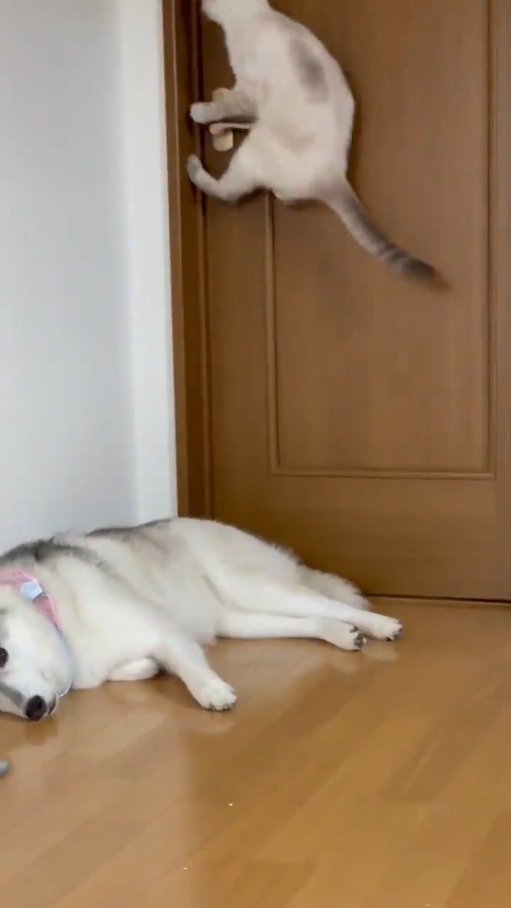 寝ているハスキー　ドアノブにジャンプする猫