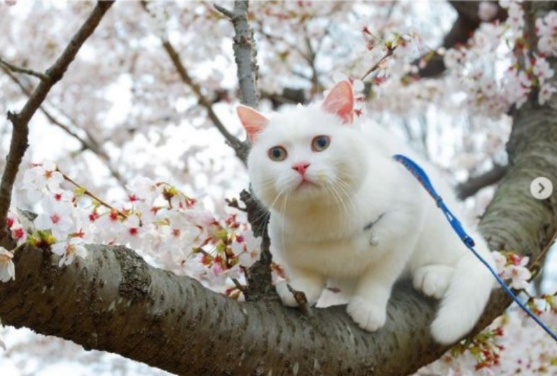 桜の木に登るスコティッシュフォールド