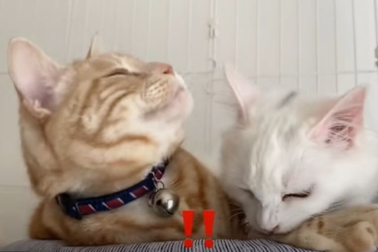 猫の腕を噛む猫