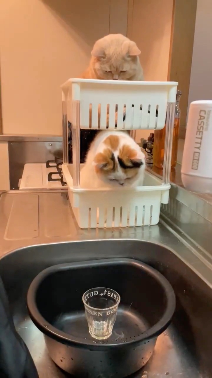 猫　洗い物