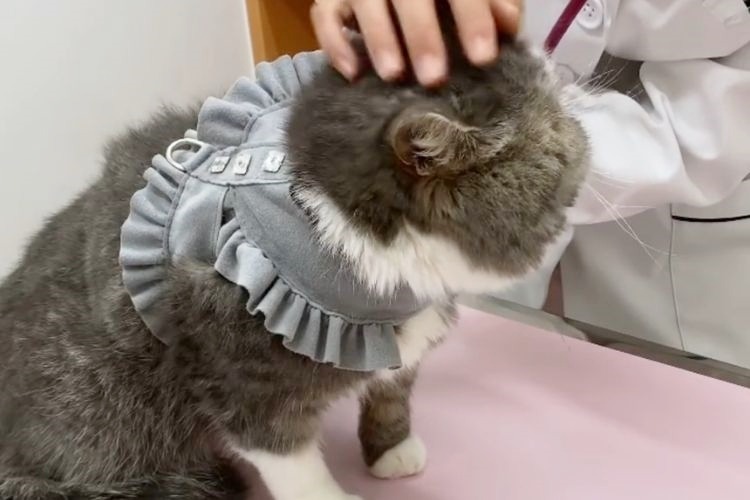 病院で検診を受ける猫