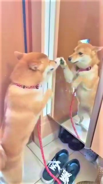 犬　鏡