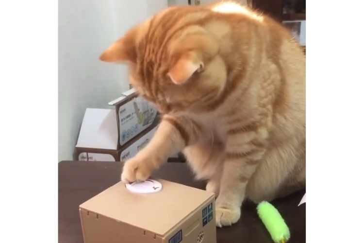 貯金箱で遊ぶ猫