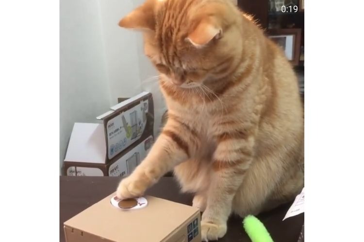 貯金箱で遊ぶ猫