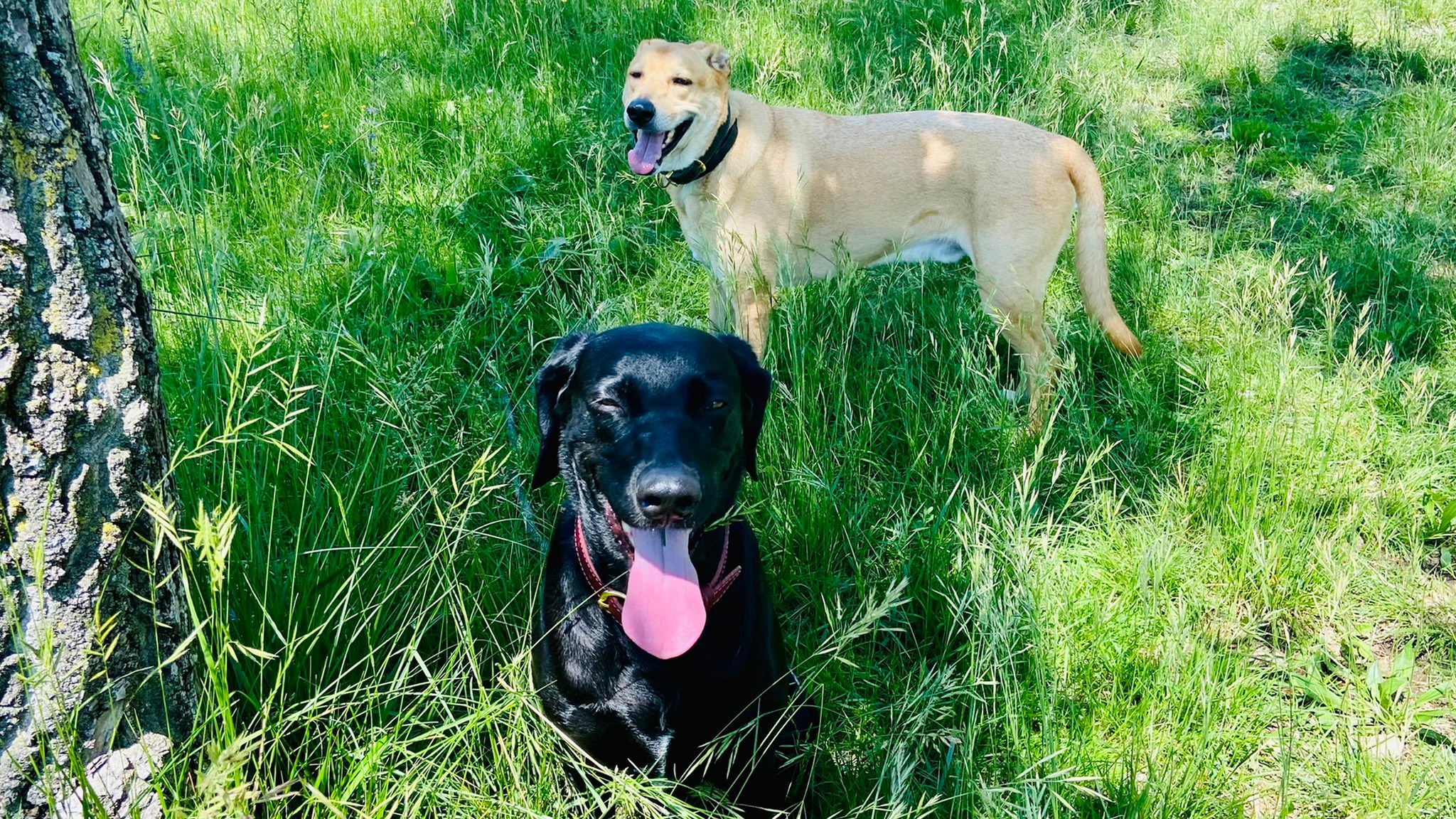 野原で休憩する犬たち