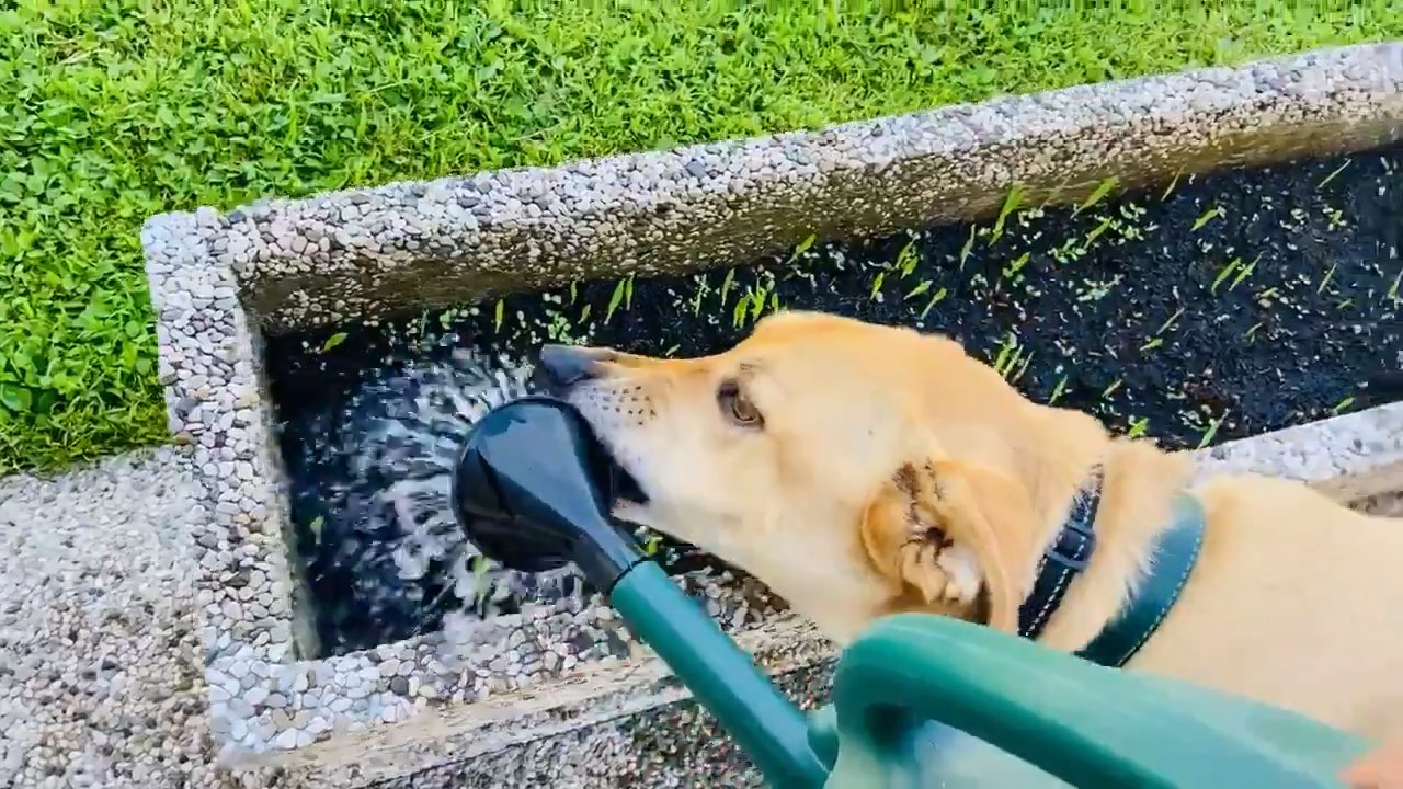 じょうろの水を飲む犬