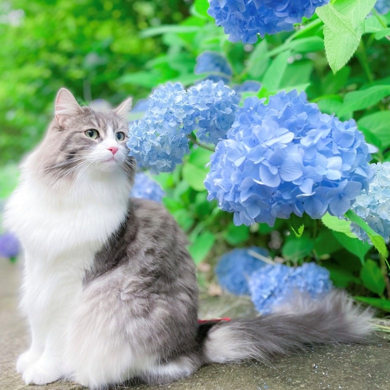紫陽花の匂いを嗅いでいる上品な佇まいの猫ちゃん
