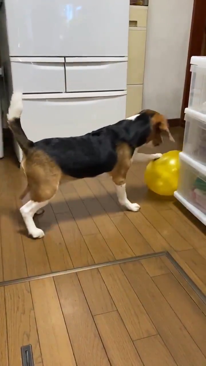 風船で遊ぶビーグル犬