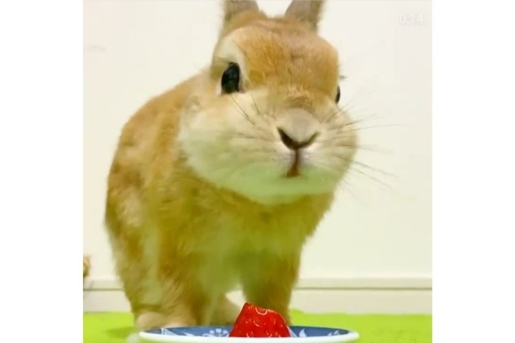 イチゴを食べるウサギ