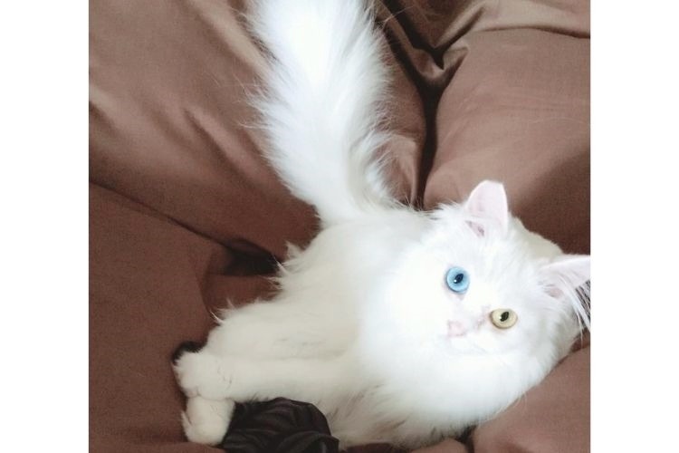 布団の上に座る白猫