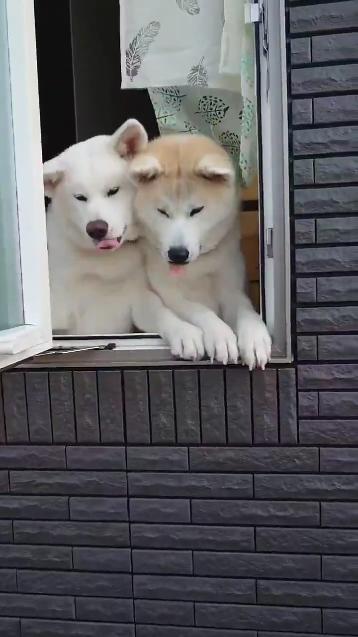 窓の外をのぞく秋田犬たち