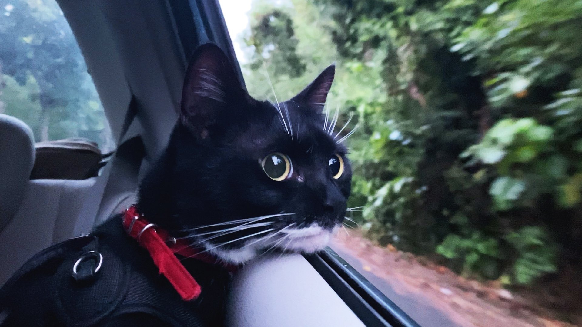 車の窓から外を眺める猫