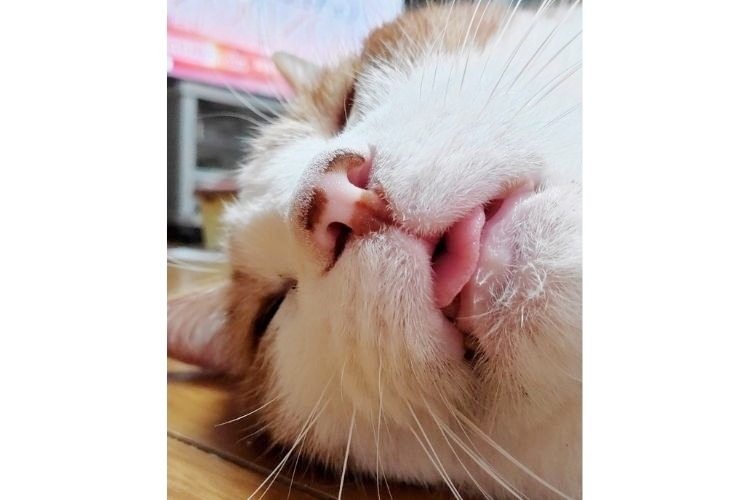 舌を出して寝る猫