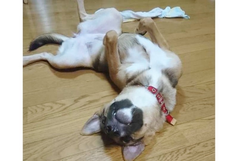 床に寝転ぶ犬