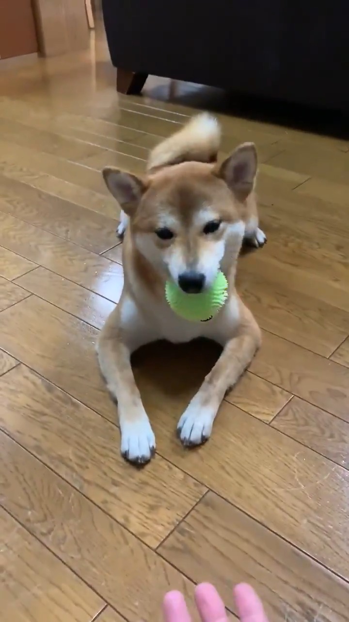ボールをくわえる柴犬