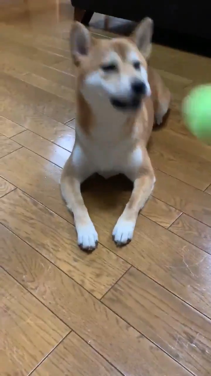 ボールを見つめる柴犬