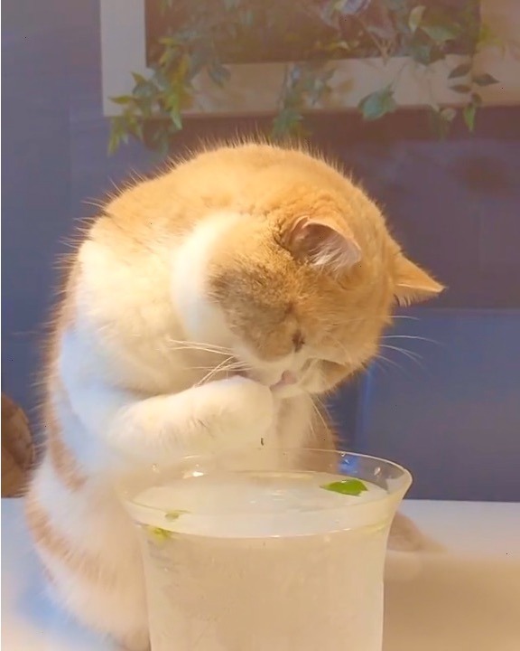 猫　手で水を飲む