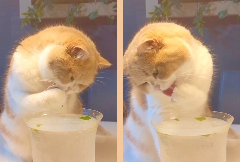 水は手で飲む派！モフモフの手を使ってお水を飲む猫ちゃんが可愛すぎ〜