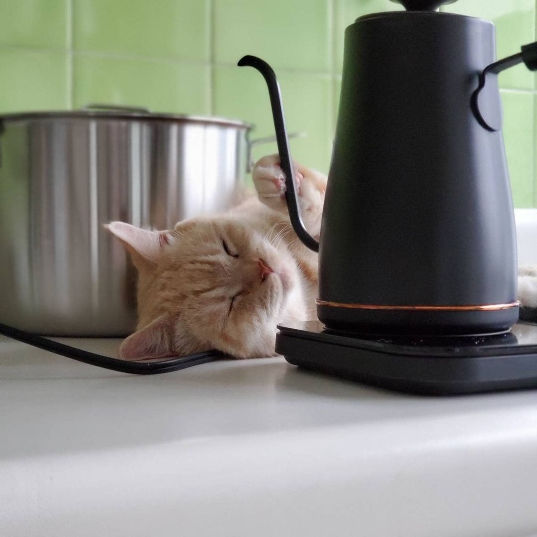 猫　コーヒーポット　寝てる　
