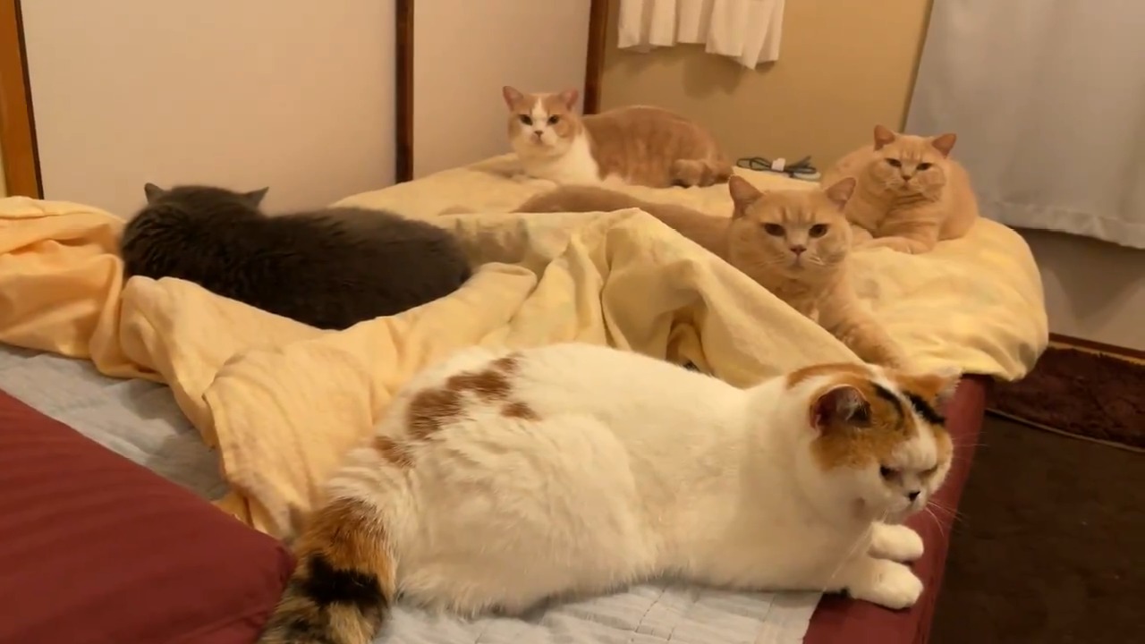 ベッドに集合した猫たち