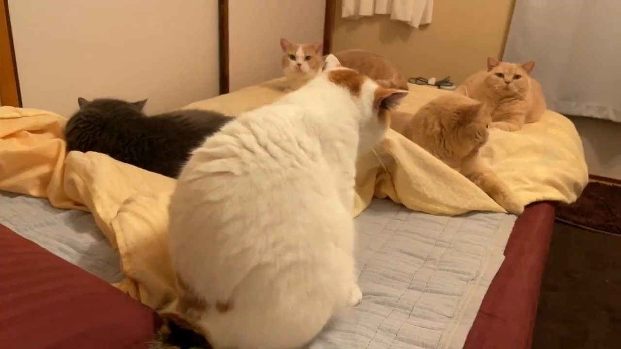ベッドに集合した猫たち