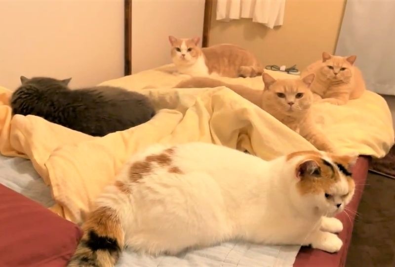 寝る場所なくて困っちゃうけど怒れない♡飼い主のベッドを占領する猫さんたち