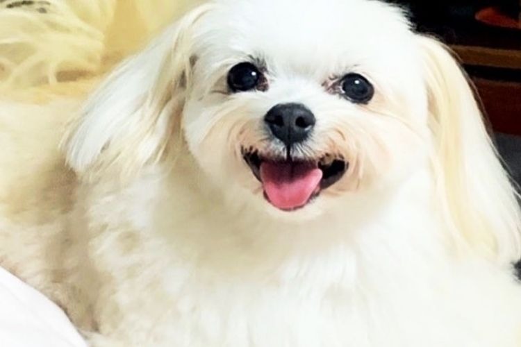 笑顔を見せる白い犬