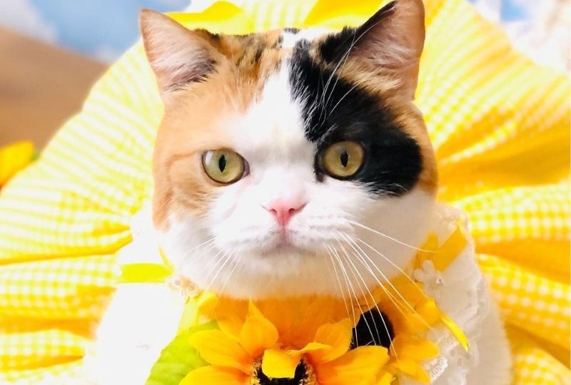 反則級に可愛いスコ猫さん♡ひまわりドレスで身を包みカメラに向かってハイポーズ！
