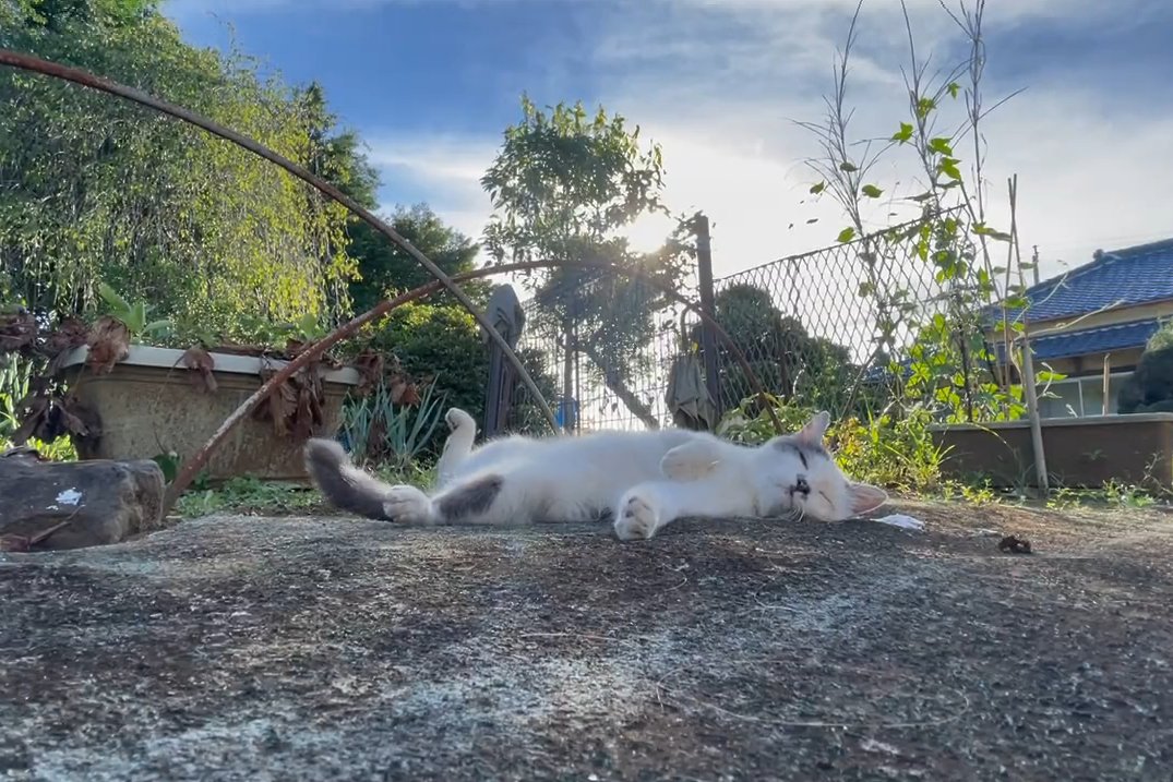 41万回再生された“究極の癒し”動画！ヒグラシの鳴くお庭での～んびり昼寝する猫さん