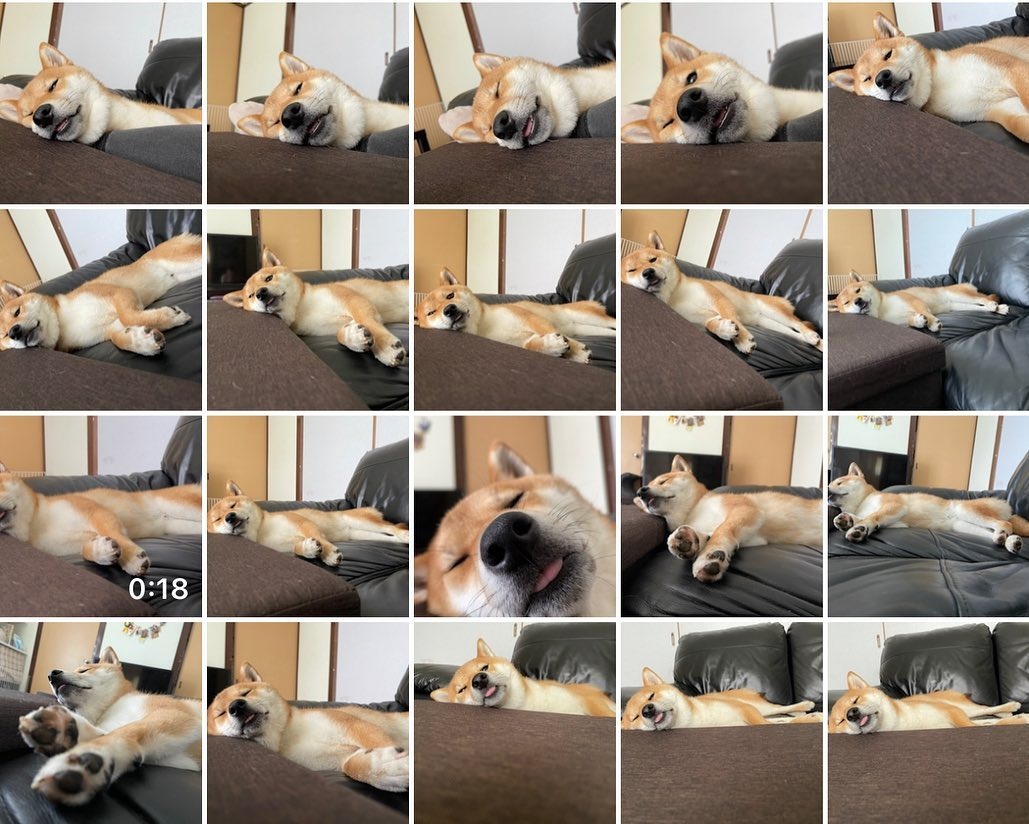 昼寝する柴犬の写真