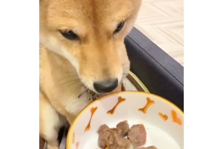 ご飯を見つめる柴犬
