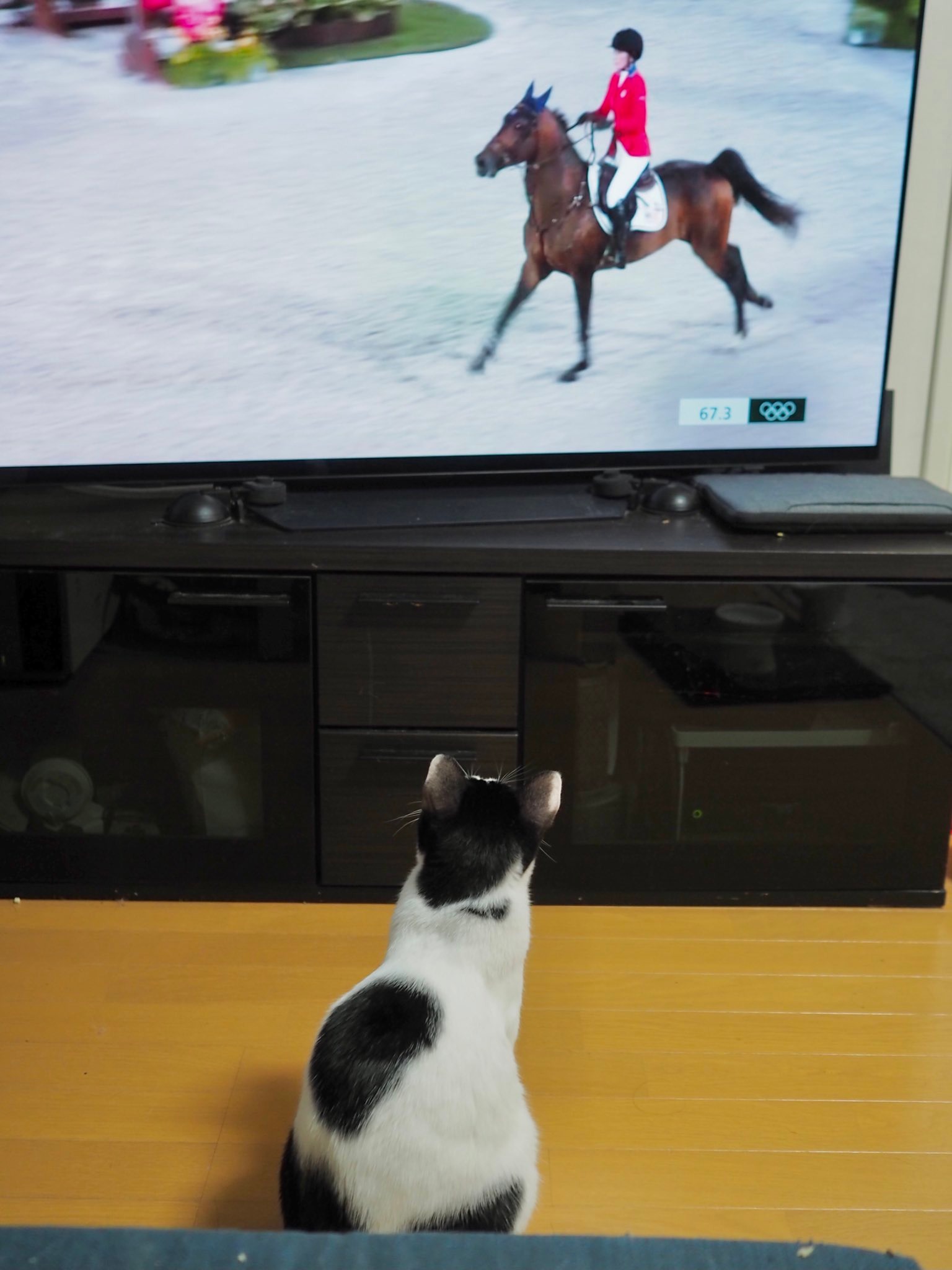 テレビを見ている猫