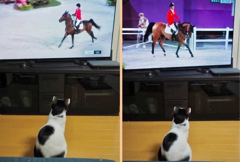 「長い手足がうらやましいニャ…」テレビに映るお馬さんにくぎ付けの猫さん♡