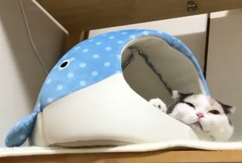 お魚の冷んやりベッドでステイホームする猫さん♡快適空間でまったりニャ！