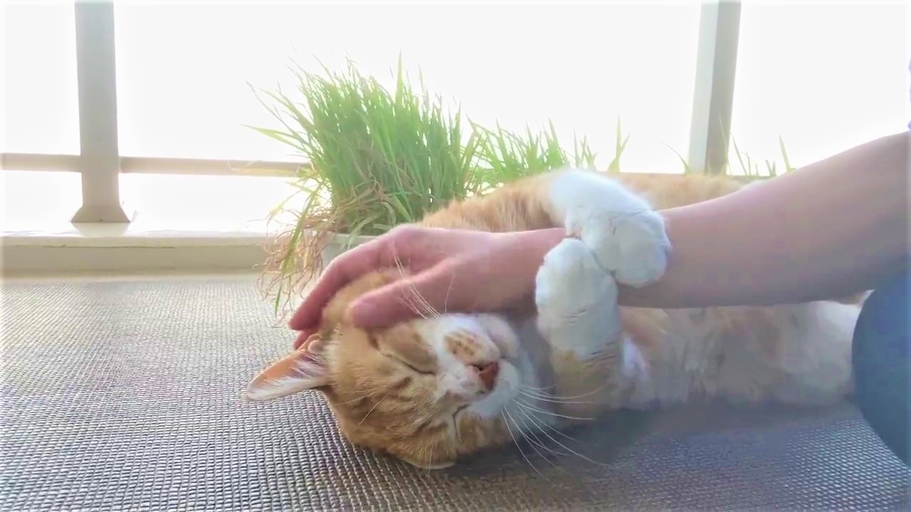 「撫でるのやめないで。ｷﾞｭｯ」猫さんの可愛すぎるおねだり動画が5万再生