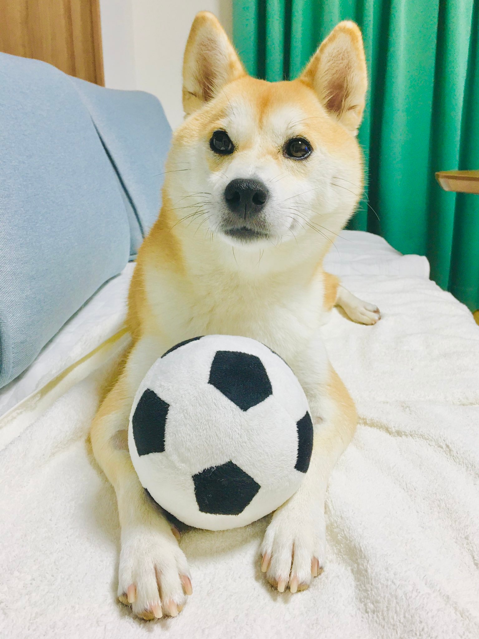 サッカーボールと柴犬