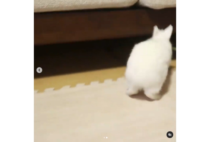逃亡するウサギ
