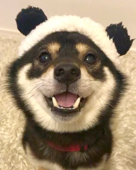 犬　パンダ帽子　笑顔
