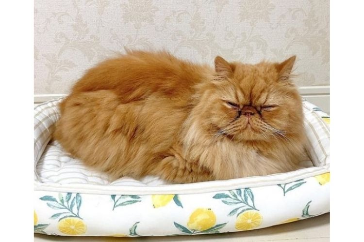 ひんやりベッドで寝る猫