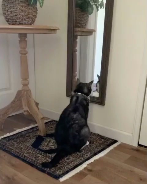 猫　鏡
