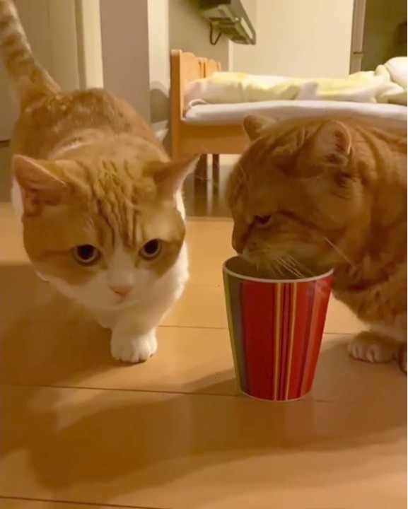 猫　水　コップ