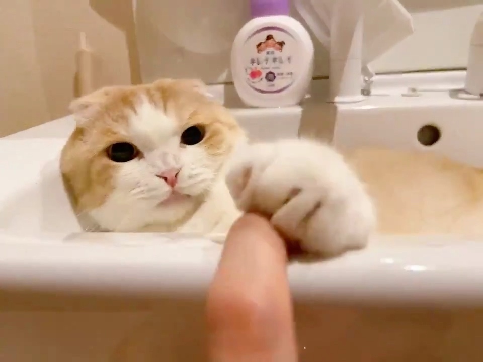 猫　洗面所