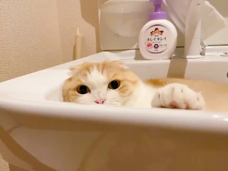 猫　洗面所
