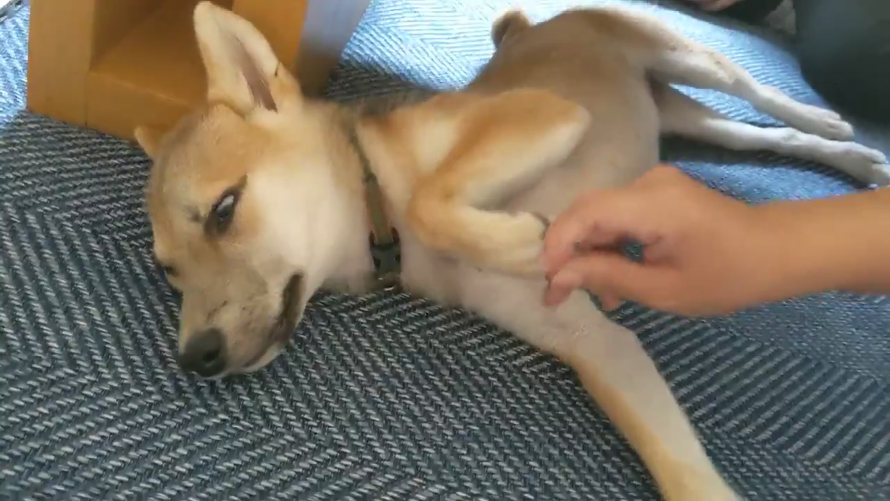 手を触られても寝る犬