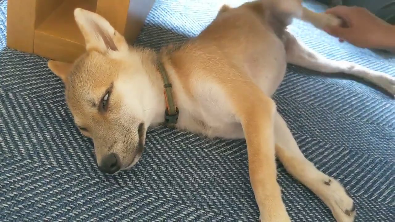 足を触られても寝る犬